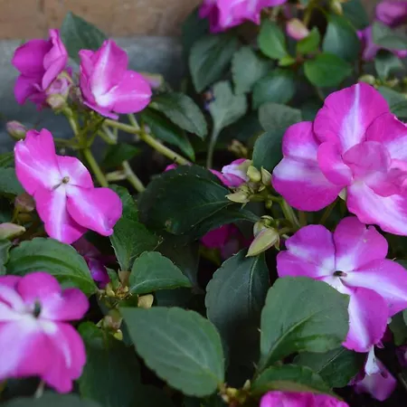 Апартаменты Apartma Patrik Кобарид