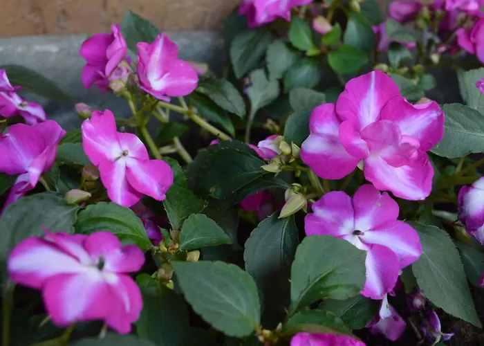 Lejlighed Apartma Patrik Kobarid